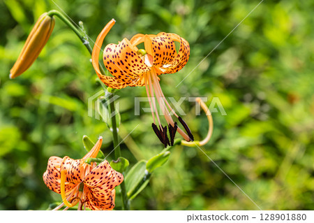 Tiger lilies blooming on the banks of the Yodo River Tiger lilies blooming on the banks of the Yodo River 128901880