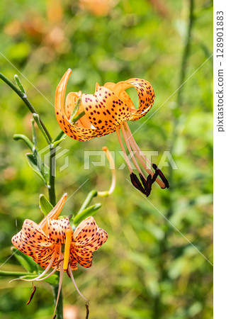 Tiger lilies blooming on the banks of the Yodo River 128901883