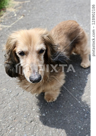 A senior miniature dachshund walking off-leash in the grounds of a home A senior miniature dachshund walking off-leash in the grounds of a home 128902186