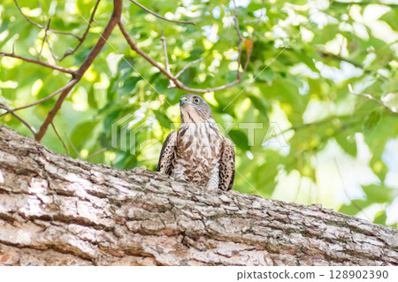 [Wild birds] Sparrowhawk chicks on alert in green park 128902390