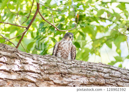 [Wild birds] Sparrowhawk chicks on alert in green park 128902392