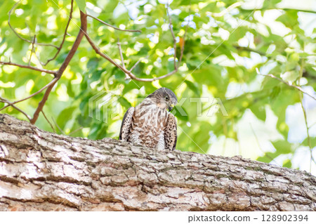 [Wild birds] Sparrowhawk chicks on alert in green park 128902394