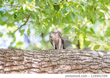 [Wild birds] Sparrowhawk chicks on alert in green park 128902399