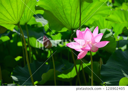 Lotus flowers blooming early in the summer morning Lotus flowers blooming early in the summer morning 128902405
