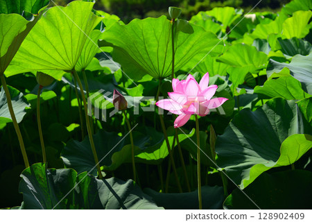 Lotus flowers blooming early in the summer morning Lotus flowers blooming early in the summer morning 128902409