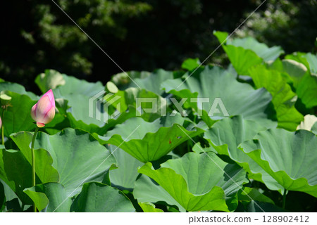 Lotus flowers blooming early in the summer morning 128902412