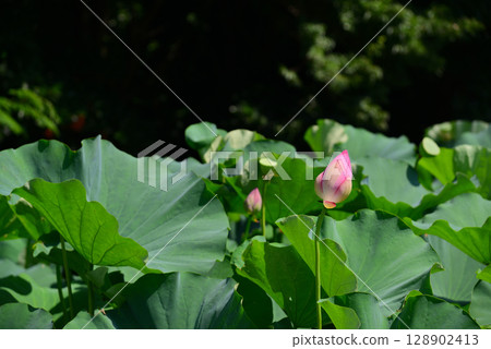 Lotus flowers blooming early in the summer morning 128902413