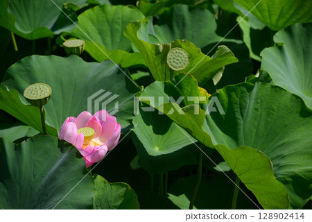 Lotus flowers blooming early in the summer morning 128902414