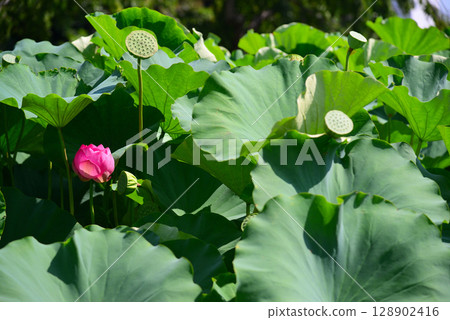 夏日清晨盛開的蓮花 128902416