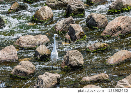 A little egret searching for food in the river, Amanogawa, Hirakata City 128902480