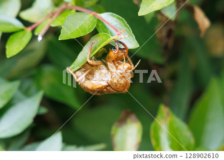 molted cicada shell 128902610