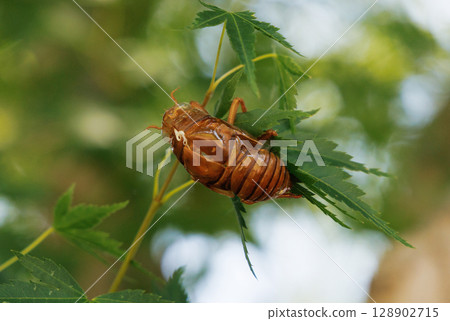 molted cicada shell 128902715