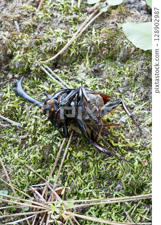 Beetle corpse Beetle corpse 128902987