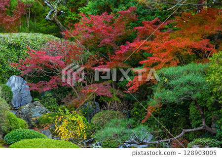 妙心寺退藏院橫光園 128903005
