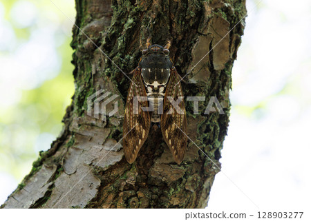 Abra Zemi停在樹上 128903277