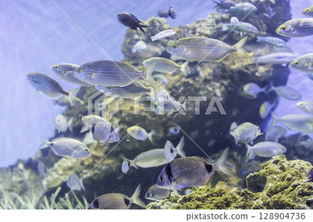 Tropical fishes in aquarium environment 128904736