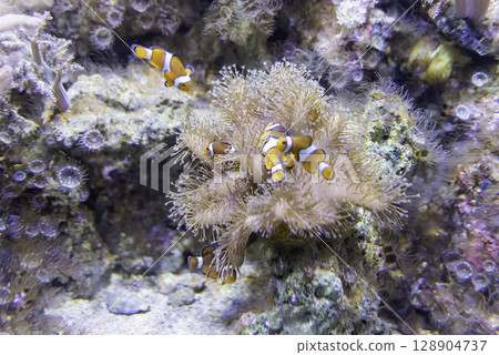 Closeup of clownfishes in aquarium environment 128904737