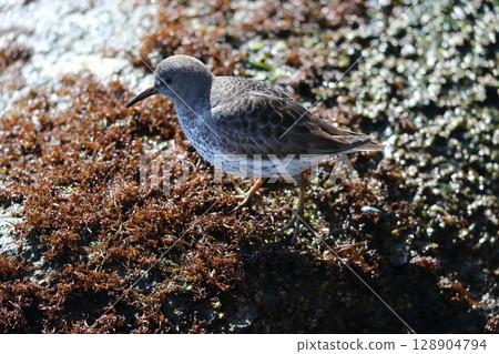 Chishimasigi Chishimasigi 128904794