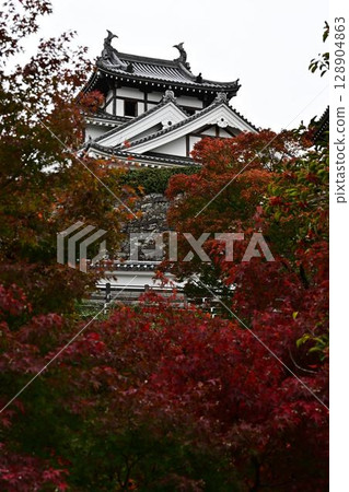 Autumn leaves at Fukuchiyama Castle 128904863