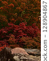 Maple leaves colored bright red 128904867