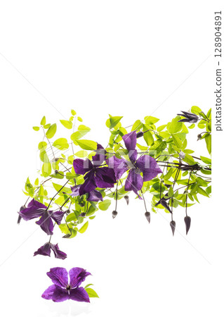 Macro photography of purple clematis flower on white Macro photography of purple clematis flower on white 128904891