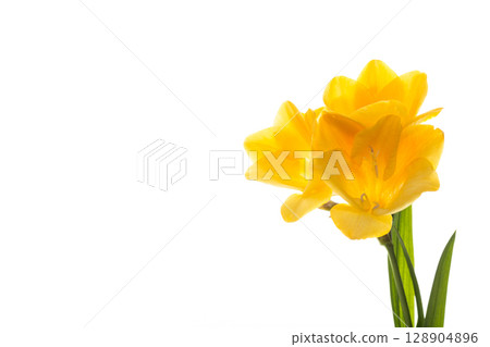 Delicate freesia bud with isolated background 128904896