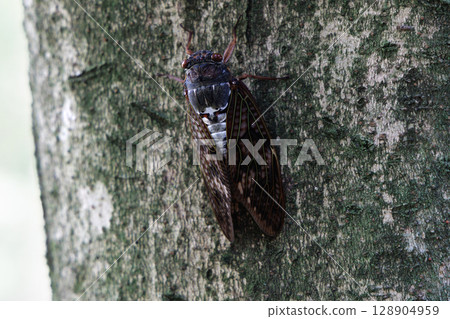 Abra Zemi stopping in a tree Abra Zemi stopping in a tree 128904959
