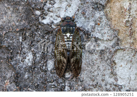 Abra Zemi停在樹上 Abra Zemi停在樹上 128905251