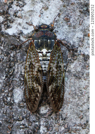 Abra Zemi停在樹上 Abra Zemi停在樹上 128905252