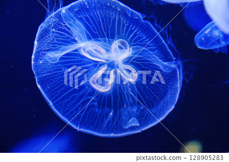 Eared aurelia, or eared jellyfish in the aquarium.  128905283