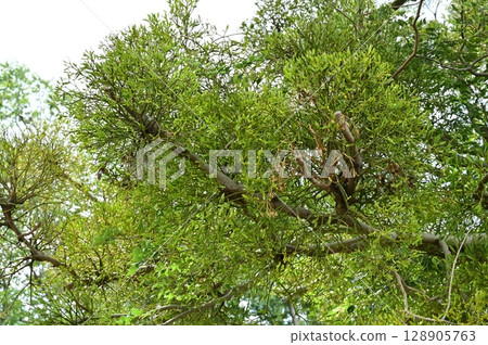 大田宿中山堂 (Otajuku Nakasendo) 金針樹與槲寄生 128905763