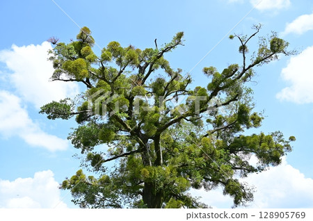 Otajuku Nakasendo Hall (Otajuku Nakasendo) Enoki tree and mistletoe Otajuku Nakasendo Hall (Otajuku Nakasendo) Enoki tree and mistletoe 128905769