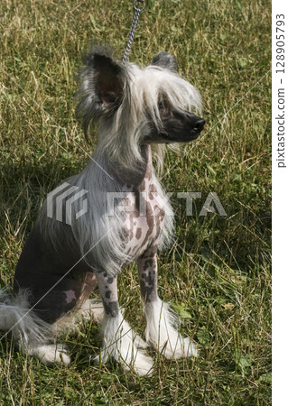 Chinese Crested Dog Chinese Crested Dog 128905793
