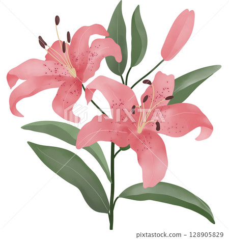 A digital watercolor illustration of blooming pink lilies with green leaves and a flower bud. A digital watercolor illustration of blooming pink lilies with green leaves and a flower bud. 128905829