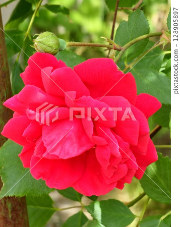 Close-up of a dark red rose in full bloom during spring, set against a softly blurred background. Close-up of a dark red rose in full bloom during spring, set against a softly blurred background. 128905897