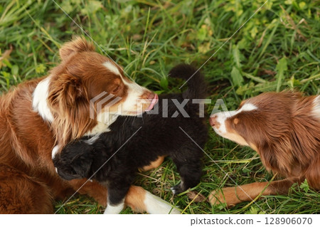 Three dogs are playing in a grassy field 128906070