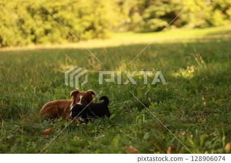 Two dogs are playing in a grassy field Two dogs are playing in a grassy field 128906074
