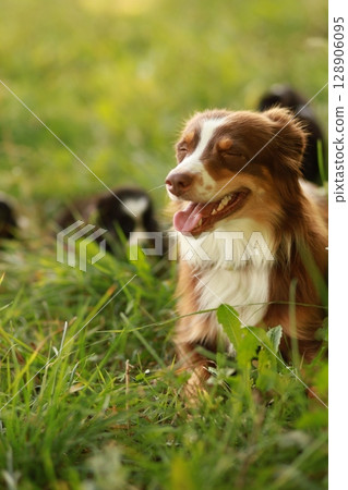 A brown and white dog is laying in the grass with its tongue out 128906095