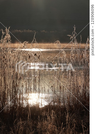 Field of tall grass with a body of water in the background 128906096