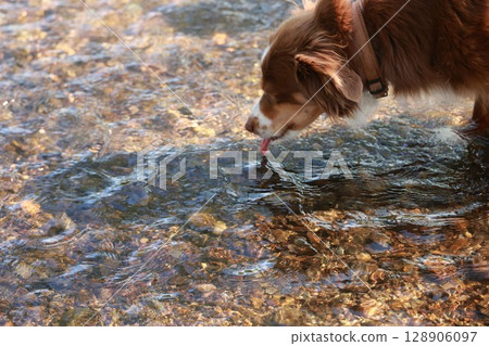 Brown and white dog is drinking water from a stream Brown and white dog is drinking water from a stream 128906097