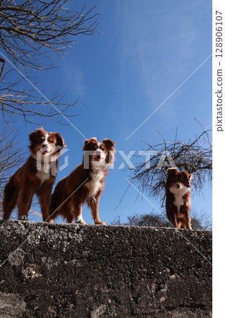 Three brown and white dogs are standing on a wall, looking up at the sky Three brown and white dogs are standing on a wall, looking up at the sky 128906107