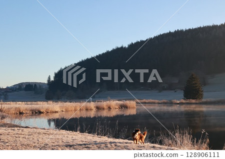Dog is standing in the snow near a body of water Dog is standing in the snow near a body of water 128906111