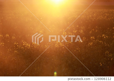 Field of tall grass with the sun shining brightly on it Field of tall grass with the sun shining brightly on it 128906112