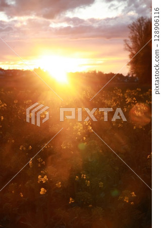 Field of yellow flowers with the sun shining brightly on them 128906116