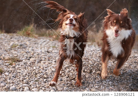 Two dogs running on a rocky surface, one of them is brown and white Two dogs running on a rocky surface, one of them is brown and white 128906121