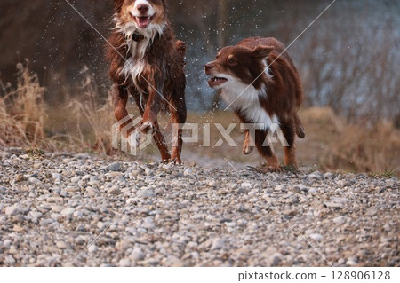 Two dogs are running in the dirt, one of them is brown and white Two dogs are running in the dirt, one of them is brown and white 128906128