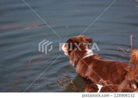 Brown dog is in the water, looking at the camera 128906132