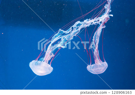 underwater photography jellyfish Purple striped jelly. Chrysaora colorata 128906163
