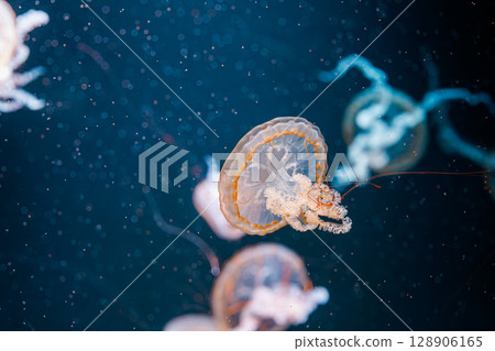 underwater photography jellyfish Chrysaora fuscescens, Pacific sea nettle, West Coast sea nettle 128906165