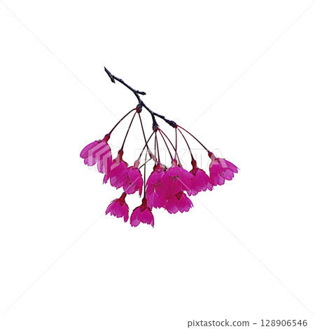 Cluster of vibrant pink cherry blossoms hangs delicately from branch, showcasing their vivid color and intricate petals against plain background. blossoms evoke sense of springtime beauty 128906546